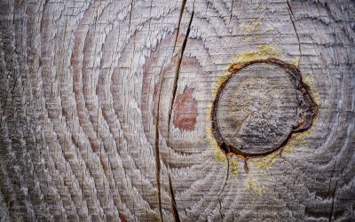 Tartak – Źródło Doskonałego Drewna: Buduj Z Zapałem i Odpornością.